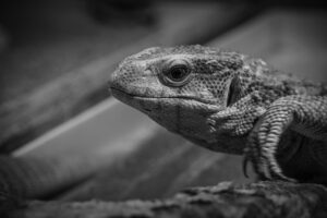 年賀状を作成するのに便利なアプリとクーポンの使い方は？