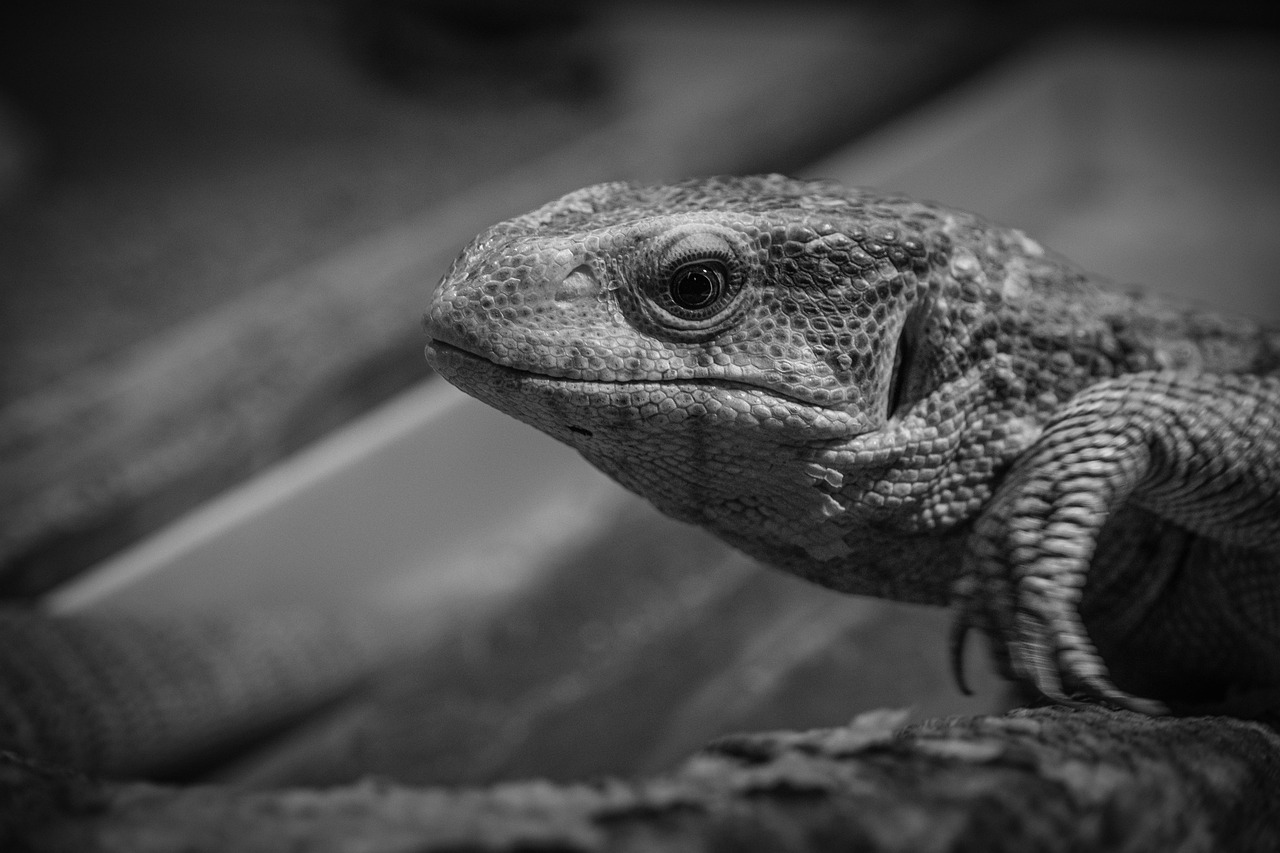 年賀状を作成するのに便利なアプリとクーポンの使い方は？