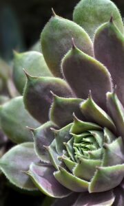 年賀状をスマホで簡単に作成する方法はプリンター無しでもできる？