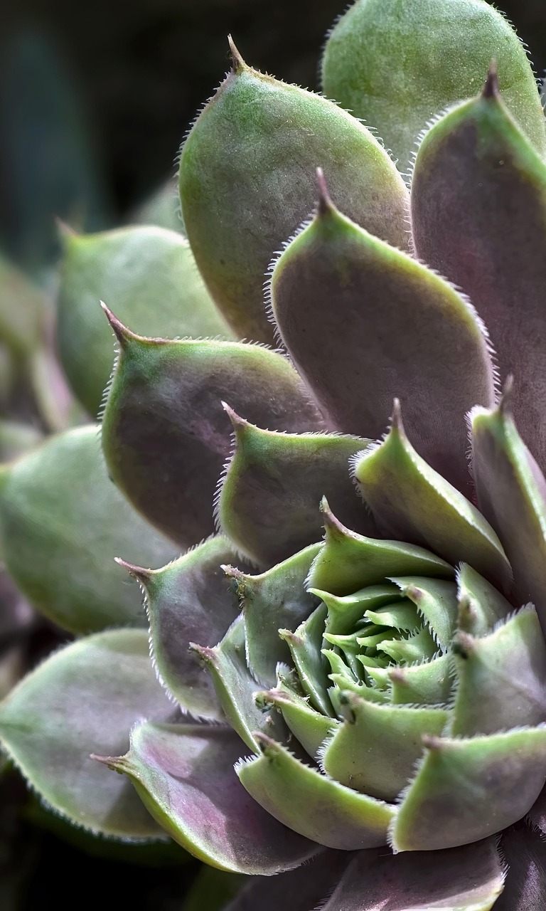 年賀状をスマホで簡単に作成する方法はプリンター無しでもできる？