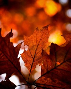 年賀状に使う写真は何枚スマホアプリで作成すれば良い？