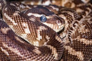 年賀状に使える蛇のイラストを無料でスマホでダウンロードする方法は？